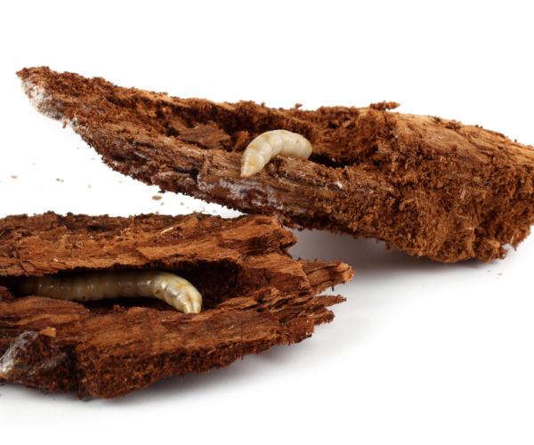 Live woodworm inside a rotten piece of timber on a white background
